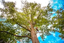 Best Commercial Tree Services  in Murray, UT