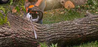 How Our Tree Care Process Works  in  Murray, UT