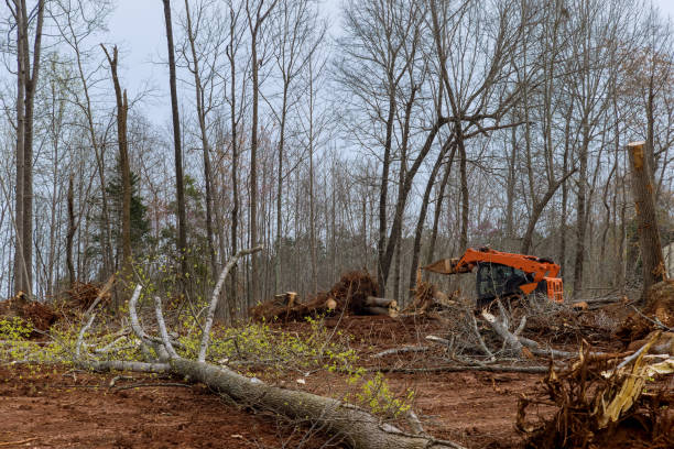 Best Stump Grinding and Removal  in Murray, UT