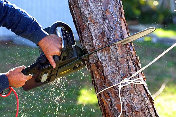 Best Weed Control  in Murray, UT