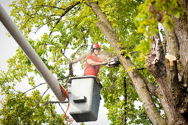 Best Palm Tree Trimming  in Murray, UT
