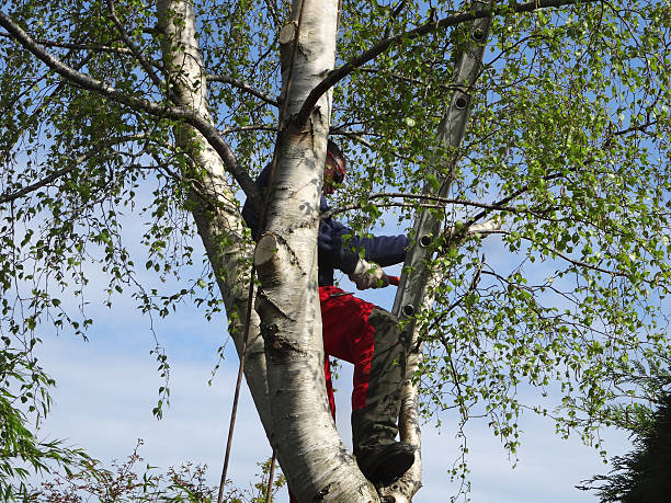 Best Seasonal Cleanup (Spring/Fall)  in Murray, UT